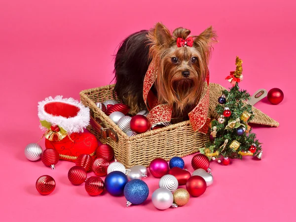 Christmas puppy with balls, new year tree and gift boot — Stock Photo, Image