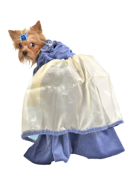 Elegante hond met blauwe ouderwetse jurk — Stockfoto