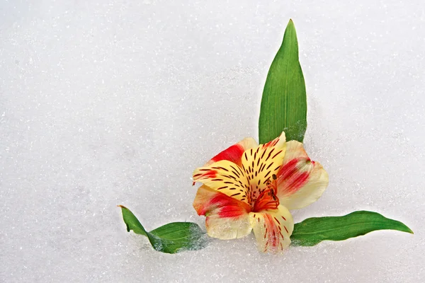 Flor em espuma — Fotografia de Stock