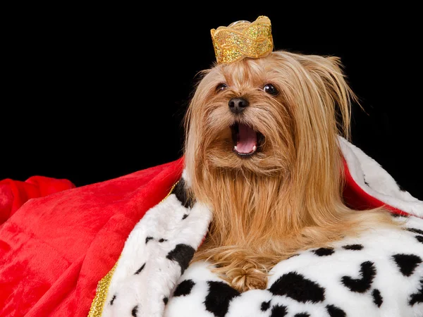 Takling royal hund med krona och klänning — Stockfoto