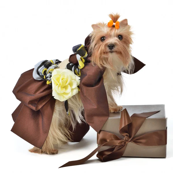Hond het dragen van luxe jurk met doos van de gift — Stockfoto