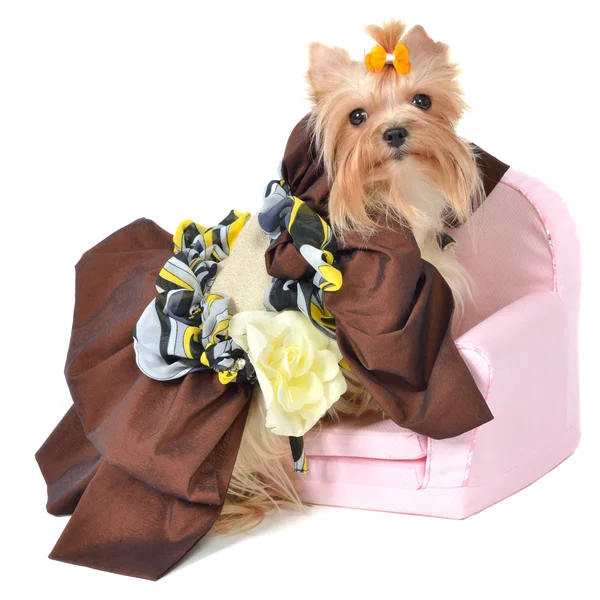 Koninklijke hond met mooie jurk — Stockfoto