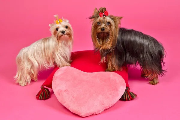 Két yorky kutyák-val Valentin rózsaszín szív — Stock Fotó