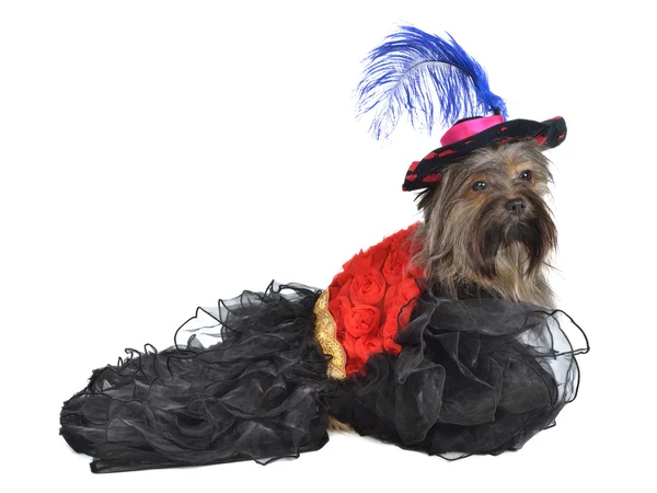 Cão com esplêndido vestido e chapéu — Fotografia de Stock