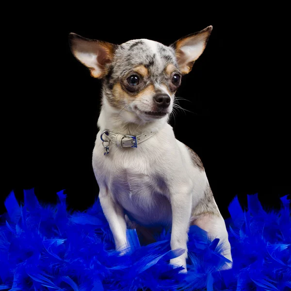 Chihuahua sitter i blå fjädrar — Stockfoto