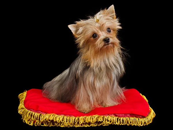 Королевская собака на красной подушке — стоковое фото