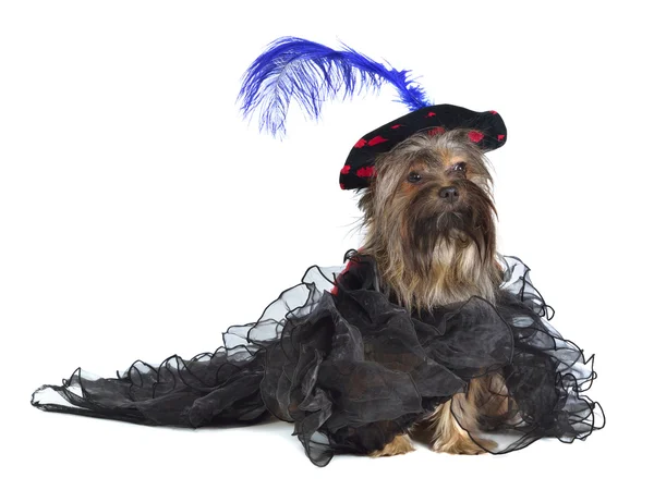 Fényűző ruhát és kalapot visel Yorky kutya — Stock Fotó