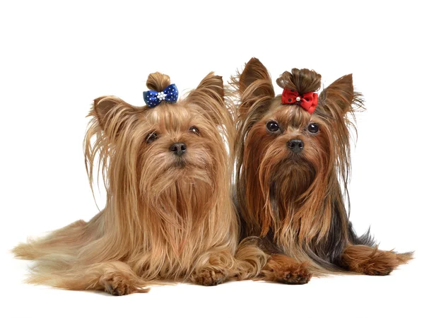 Két yourkshire terrier — Stock Fotó
