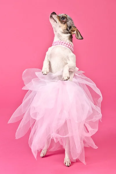 stock image Chihuahua ballerina dancing