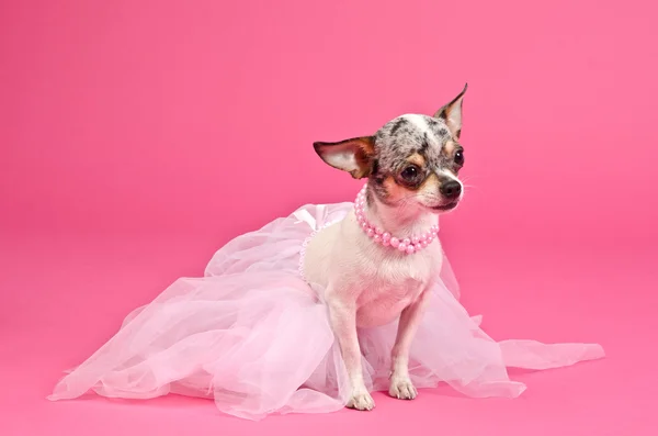 Σκυλί με χνουδωτή φόρεμα και ροζ λαιμοδεσμός — Φωτογραφία Αρχείου