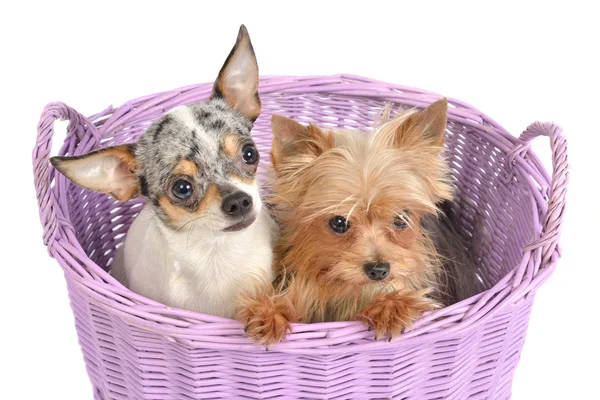 Chihuahua e Yorkshire Terrier cachorros em uma cesta — Fotografia de Stock
