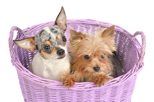 Chihuahua och yorkshire terrier valpar i en korg — Stockfoto