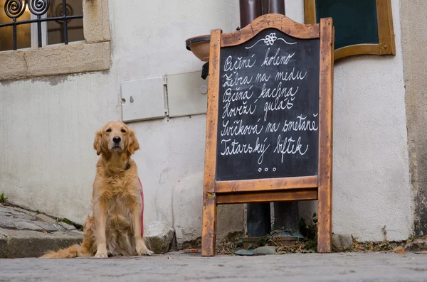 Restaurante placa de menu e um cão faminto — Fotografia de Stock