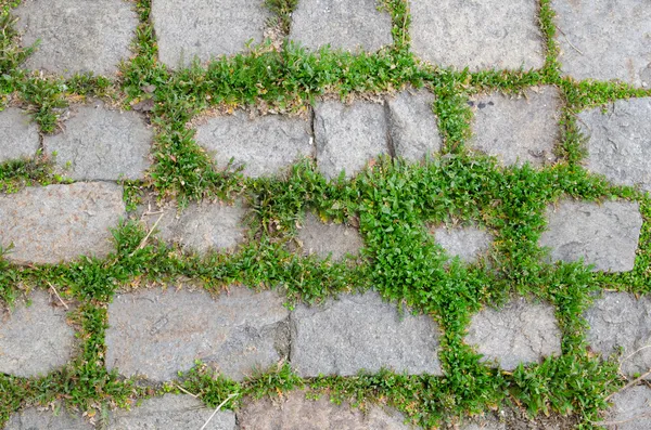 Pflaster - alte Steine zwischen Gras — Stockfoto