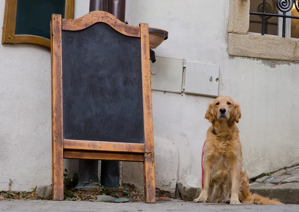 Дошка меню ресторану з милою собакою — стокове фото