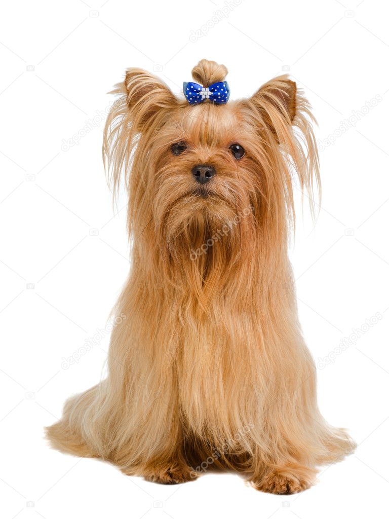 约克夏幼犬茶杯犬：金头银背的萌宠，双血统的小型犬界的时尚宠儿！-狗狗-淘宝好物网, image size:768x1024