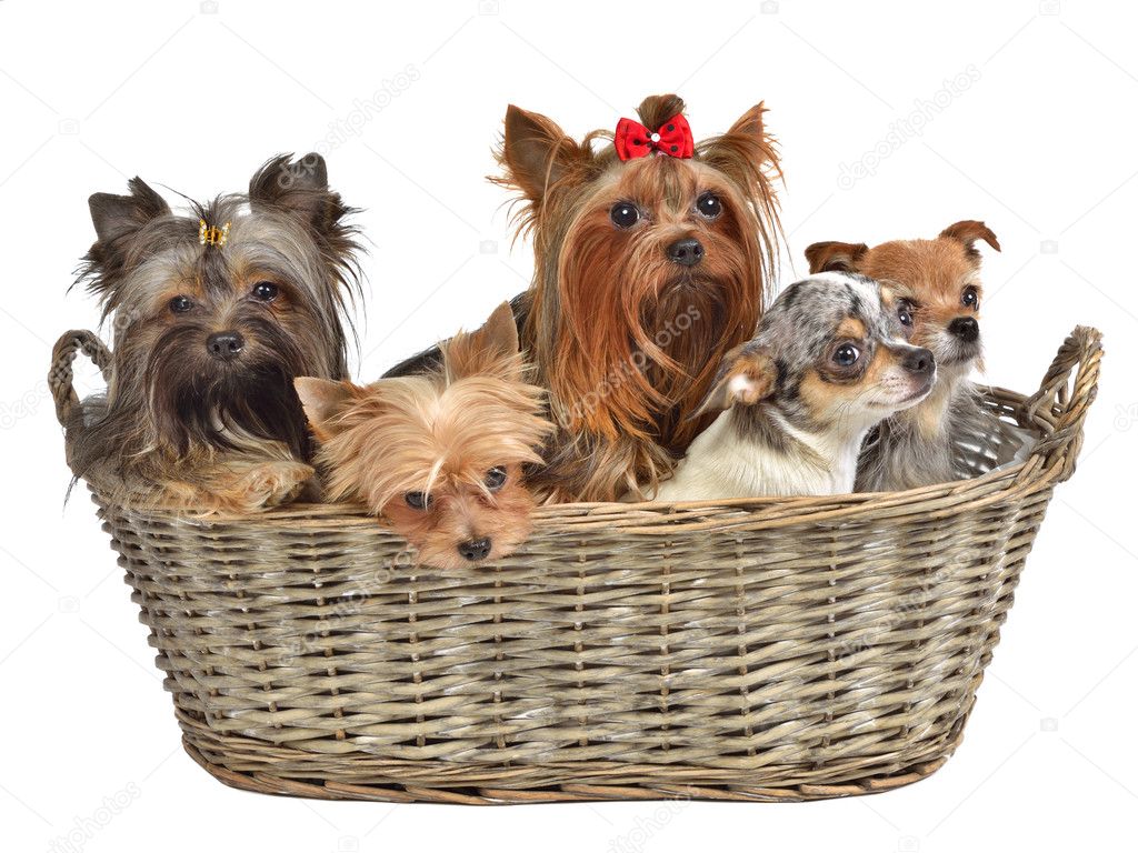Five cute dogs in a basket