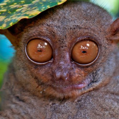 Tarsier under a leaf clipart