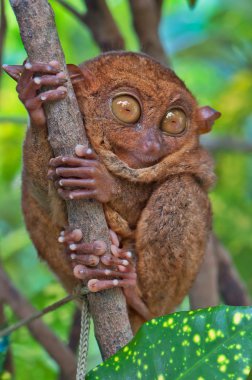 Tarsier in the wood clipart