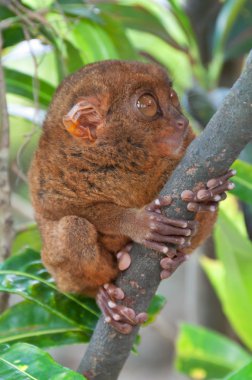 ağaç tardier