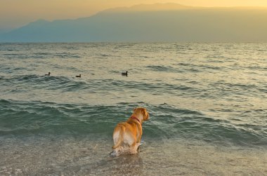 Dog looking at the sea clipart