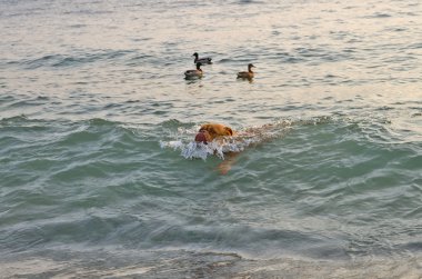 Swimming dog clipart