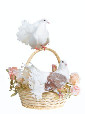 Doves on a basket clipart