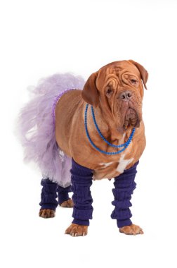 French mastiff ballerina clipart