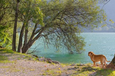 Göldeki köpek.