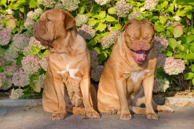 Pair of dogs against floral background clipart