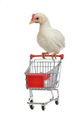 Chicken with shopping cart clipart