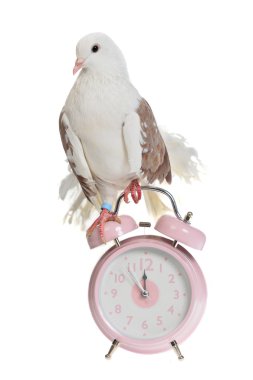 Decorative dove sits on old styled alarm-clock clipart