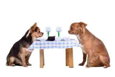 Two chihuahua dogs at the table clipart