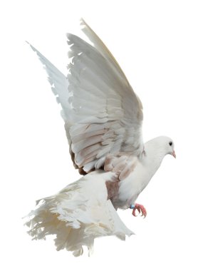 White dove flying high clipart