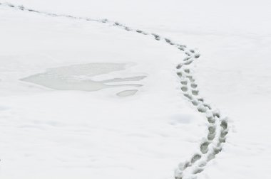 Winter path with human steps clipart