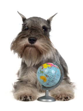 Zwergschnauzer with globe clipart