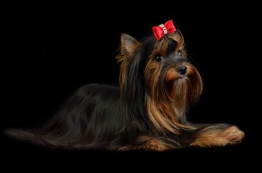 Yorkshire terrier lying clipart