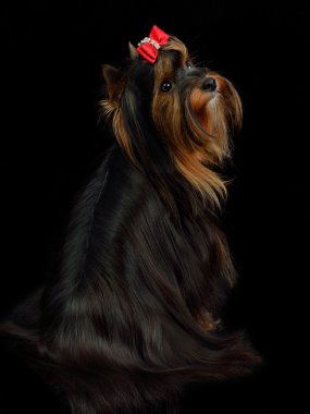 Yorkshire terrier sitting clipart