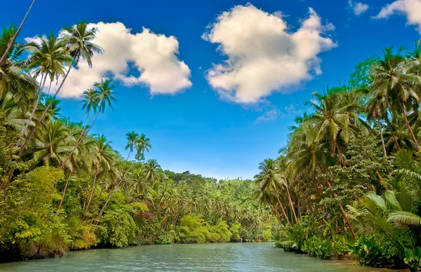 stock image Tropical river