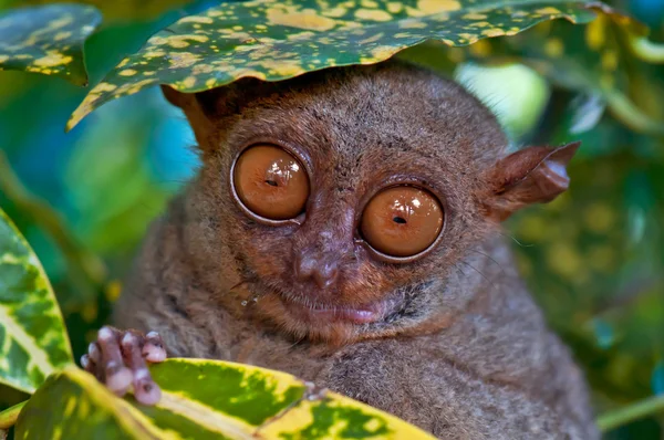 Πιό tarsier κάτω από ένα φύλλο — Φωτογραφία Αρχείου