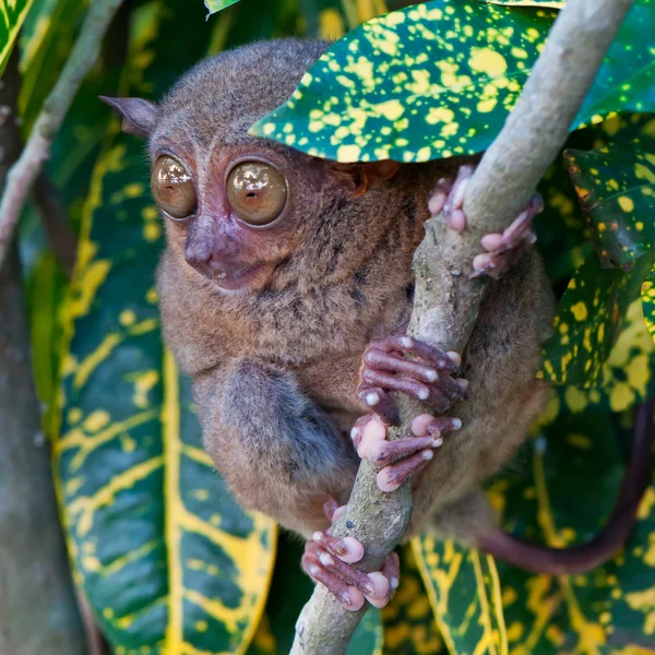 Tarsier. —  Fotos de Stock