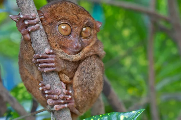 Πιό tarsier σε ένα δέντρο — Φωτογραφία Αρχείου