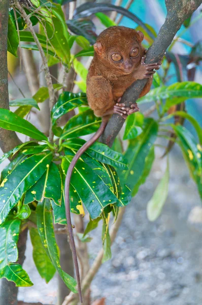 Tarsier on a branch — Stock Photo, Image