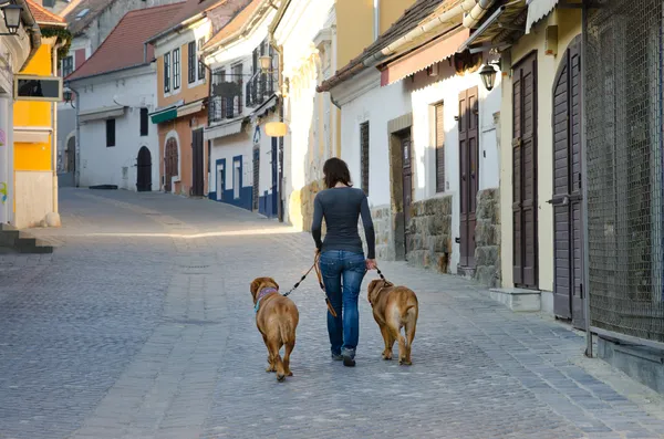 Жінка з собаками на прогулянці — стокове фото