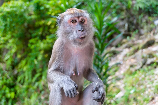 Macaco faminto — Fotografia de Stock