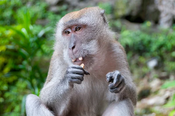 Macaco comendo — Fotografia de Stock