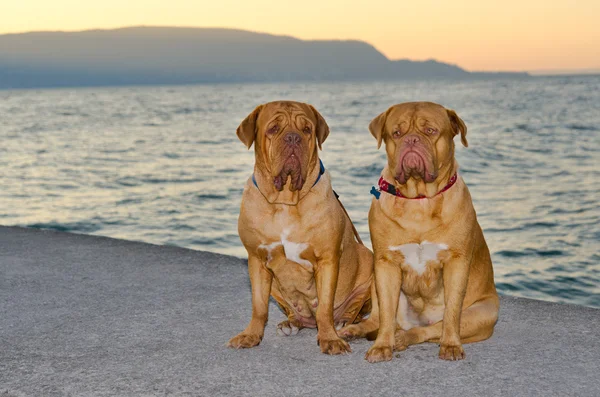 Gün batımı iskelede köpekler — Stok fotoğraf