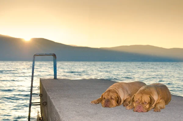 Honden op zonsondergang pier — Stockfoto
