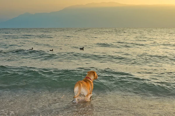 Denize bakarak köpek — Stok fotoğraf