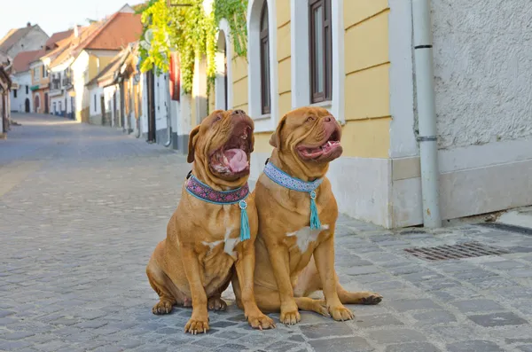 Funny psi na ulici — Stock fotografie